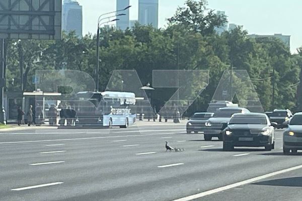Утята парализовали движение транспорта в Москве