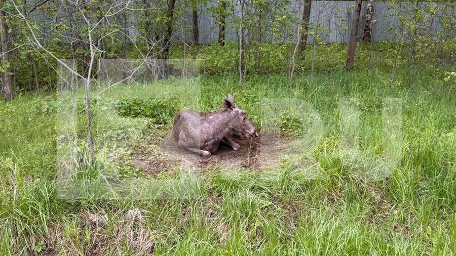 В Московской области сбитый машиной лось два дня лежит без помощи на обочине
