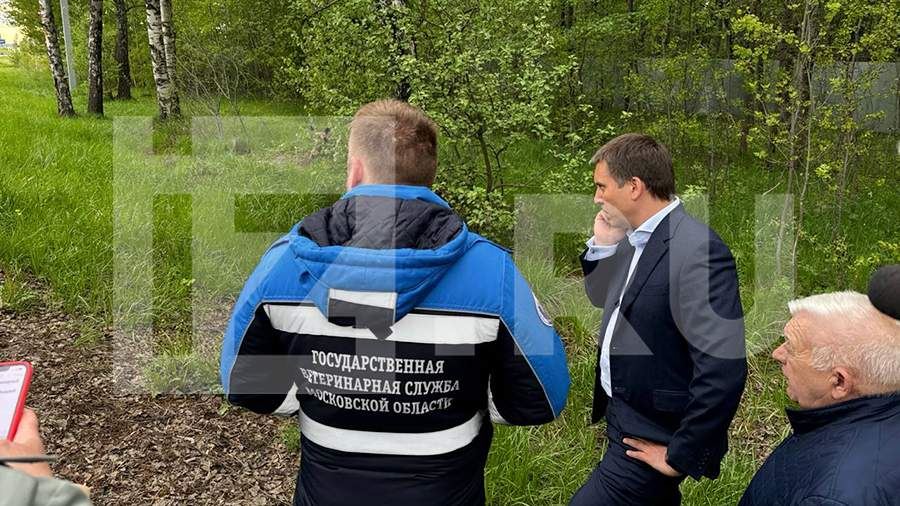 Ветеринар осмотрел пролежавшего  два дня без помощи после ДТП в Подмосковье лося